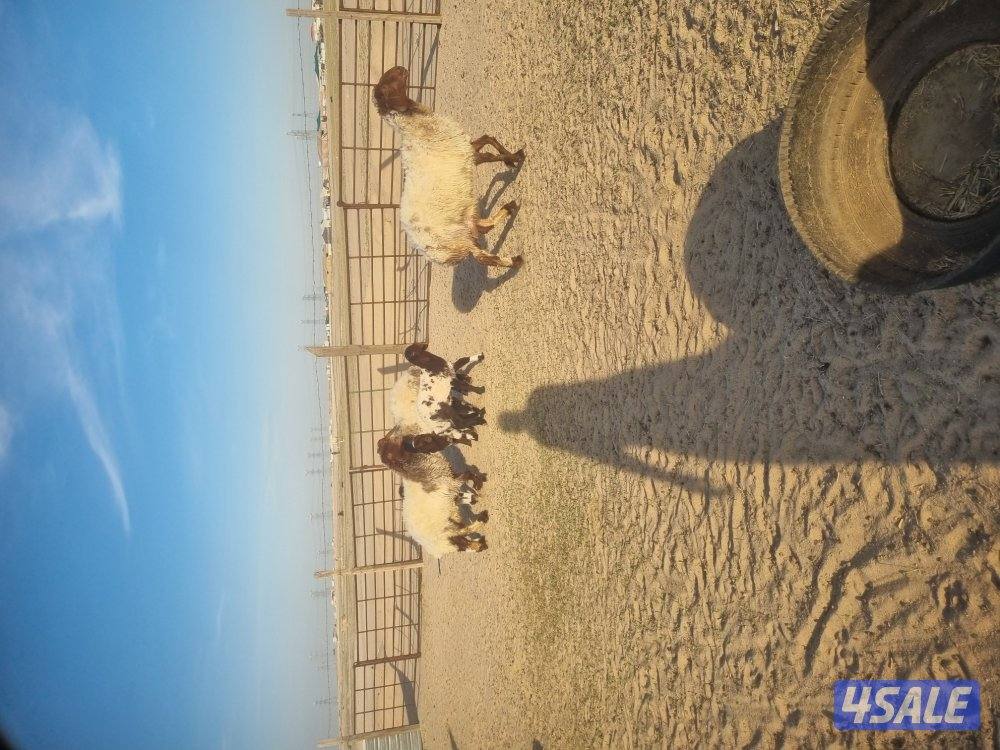 للبيع ٣ مطافيل تحته ٣ خروف1