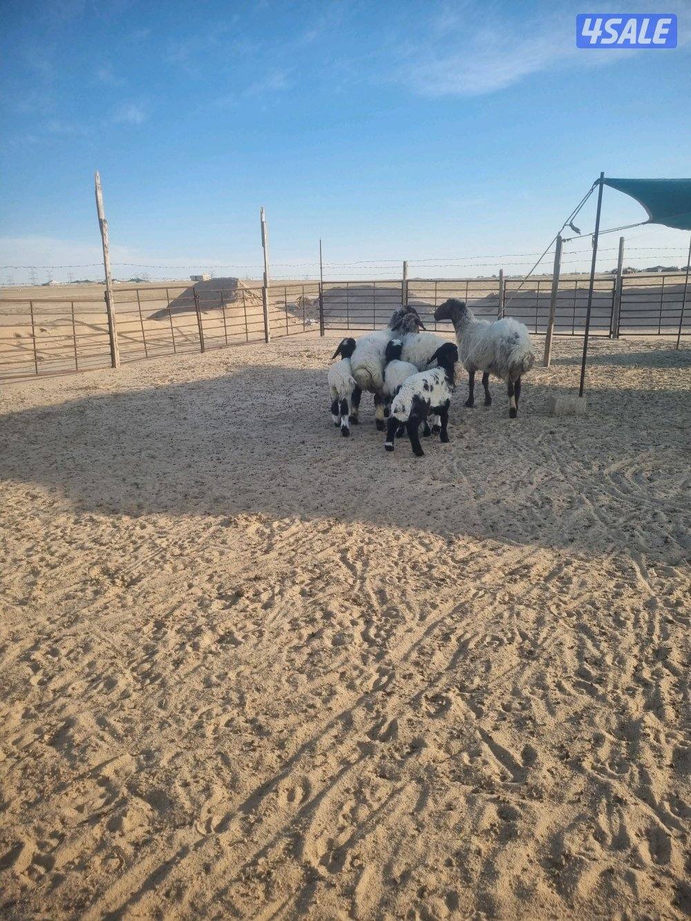 للبيع ٣ مطافيل تحته ٣ خروف0