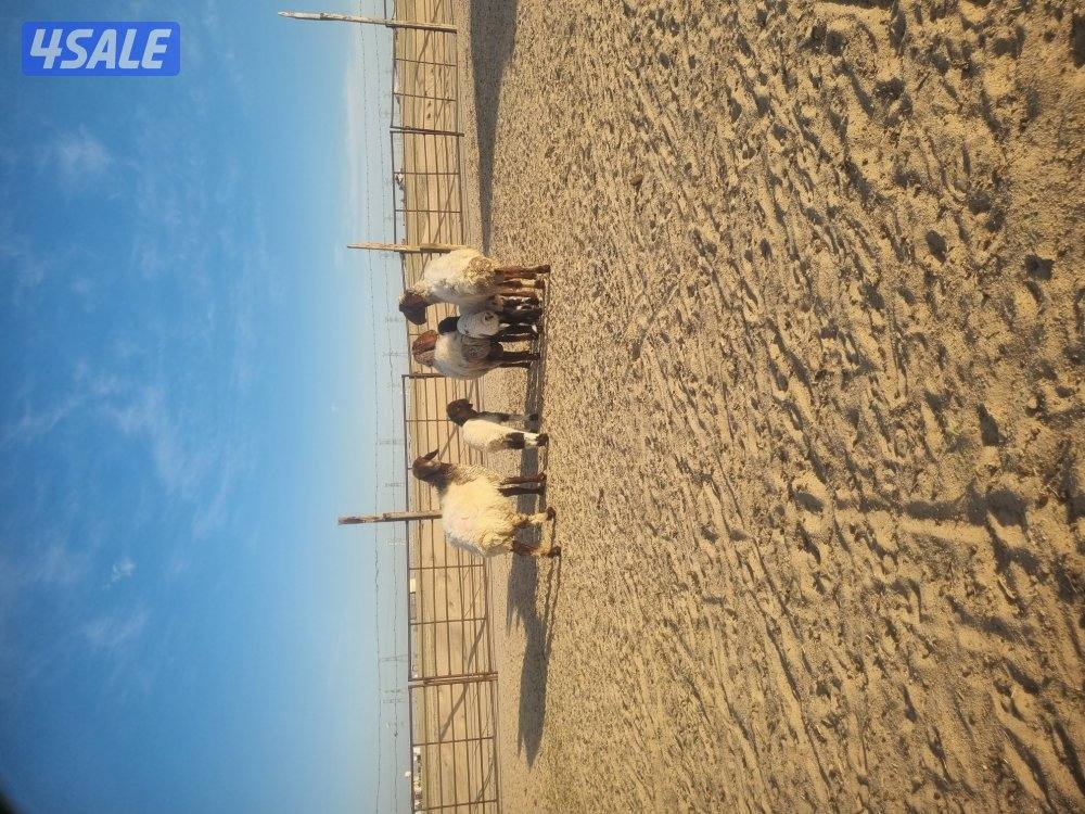 للبيع ٣ مطافيل تحته ٣ خروف2