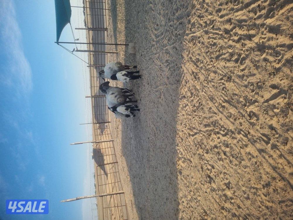 للبيع ٣ مطافيل تحته ٣ خروف3