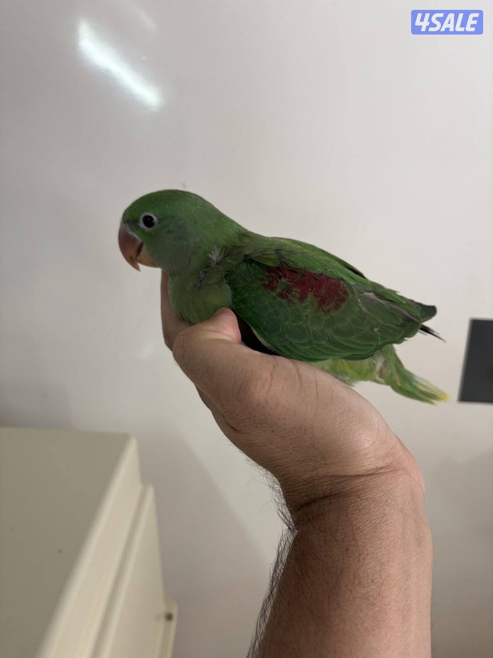 للبيع فرخ نيبالي انتاج الكويت0