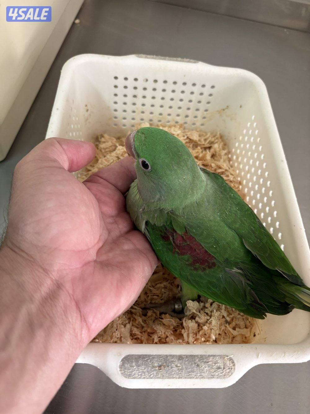 للبيع فرخ نيبالي انتاج الكويت1