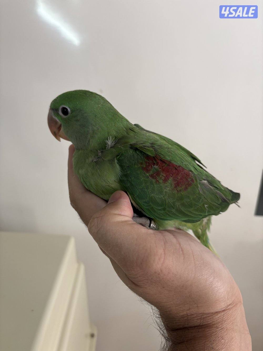 للبيع فرخ نيبالي انتاج الكويت2