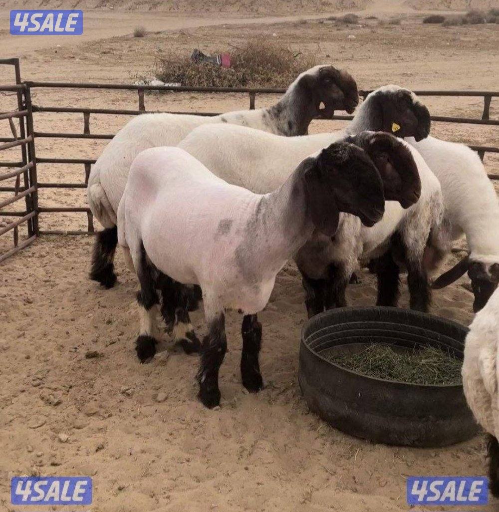 جزء غنم وتقليم اظافر وحلاقه ممتازه0