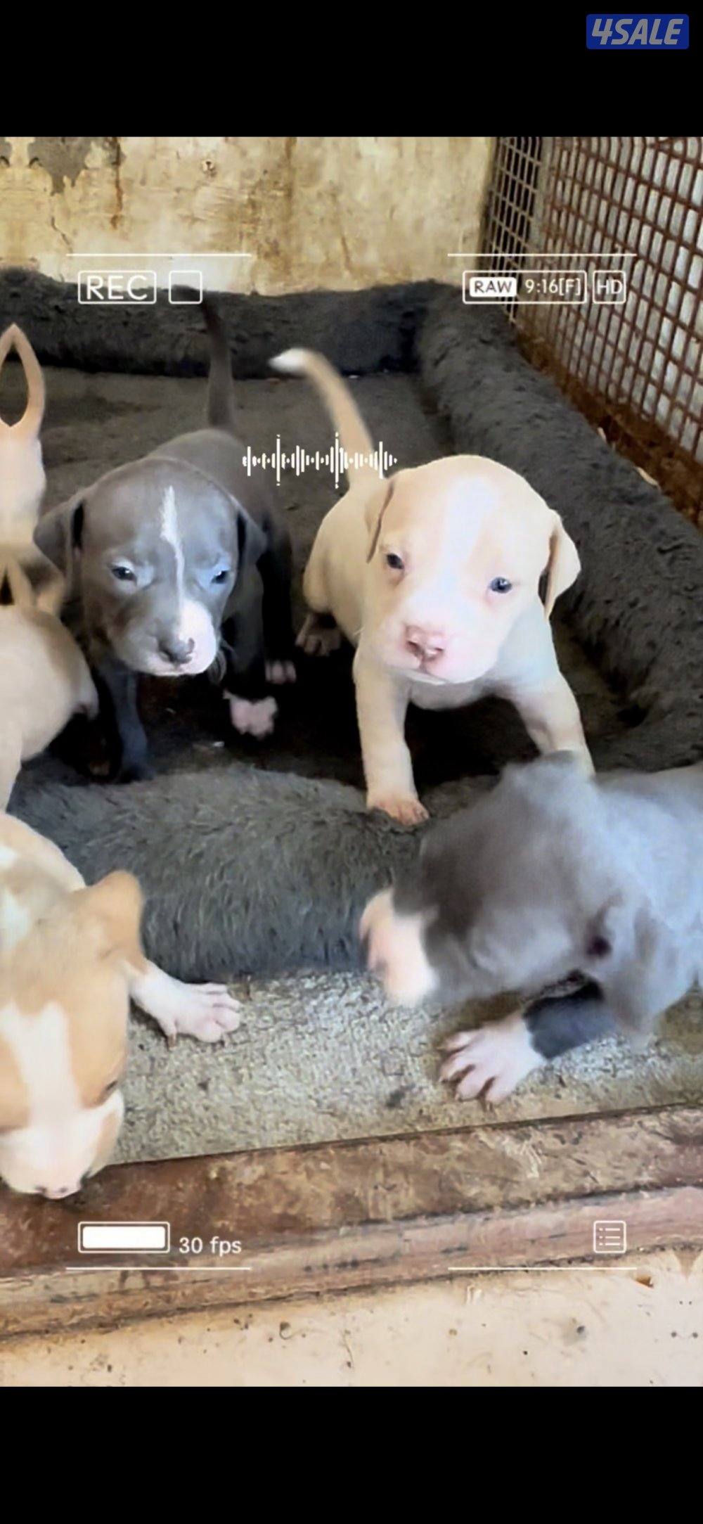 ‏للبيع  الجراوه  بتبول lx0