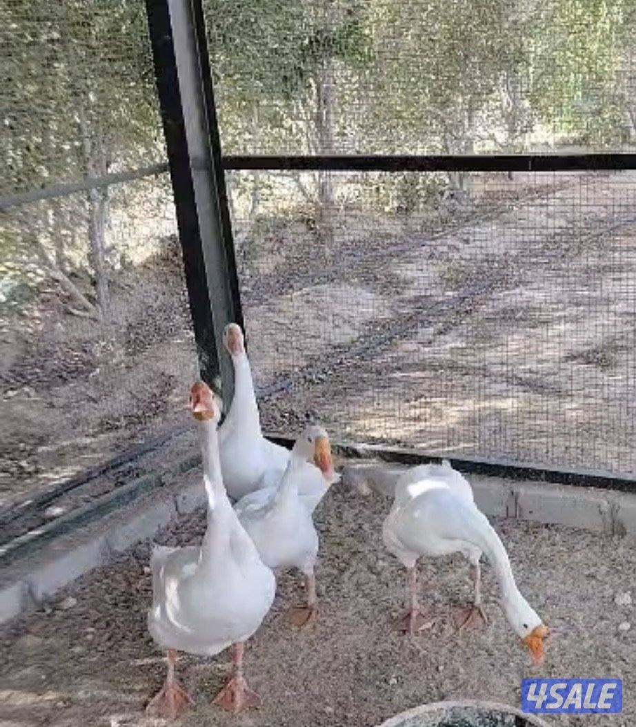 للبيع نعام إيمو+وز ابيض1