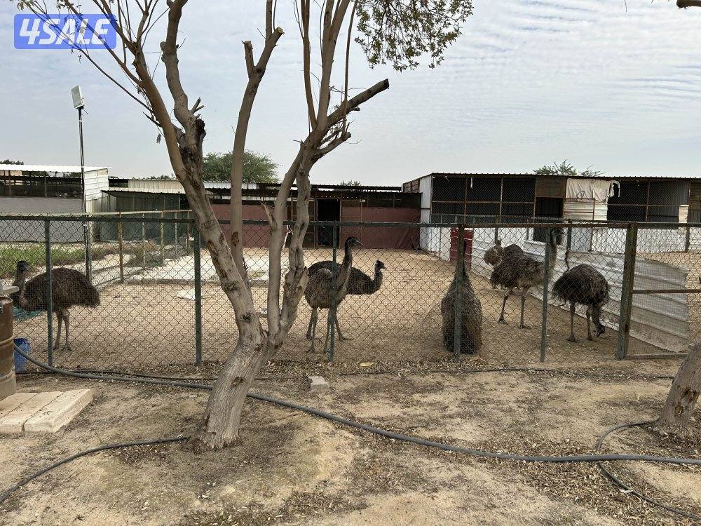 للإيجار اليومي مزارع في الوفرة1