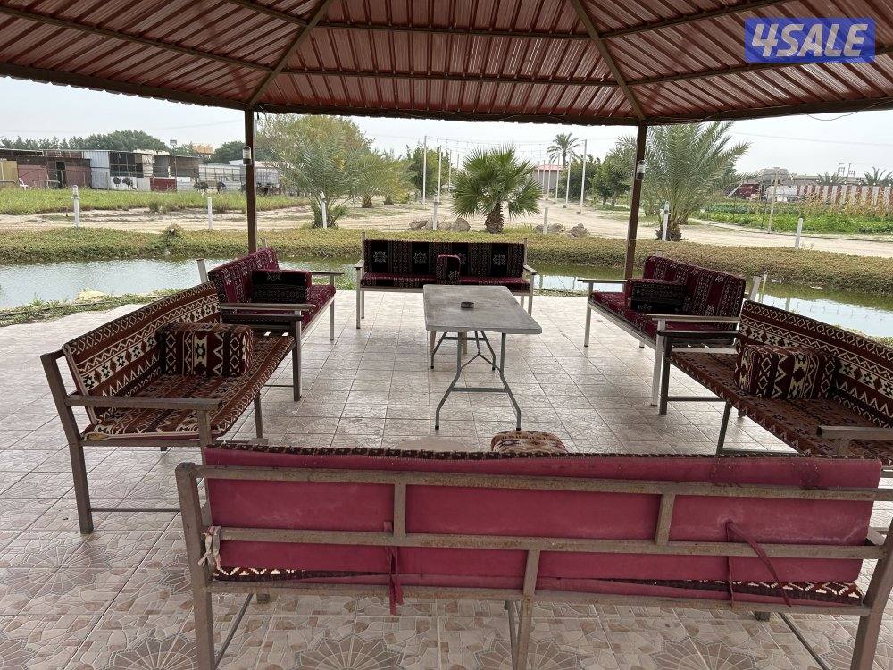 للإيجار اليومي مزارع في الوفرة3