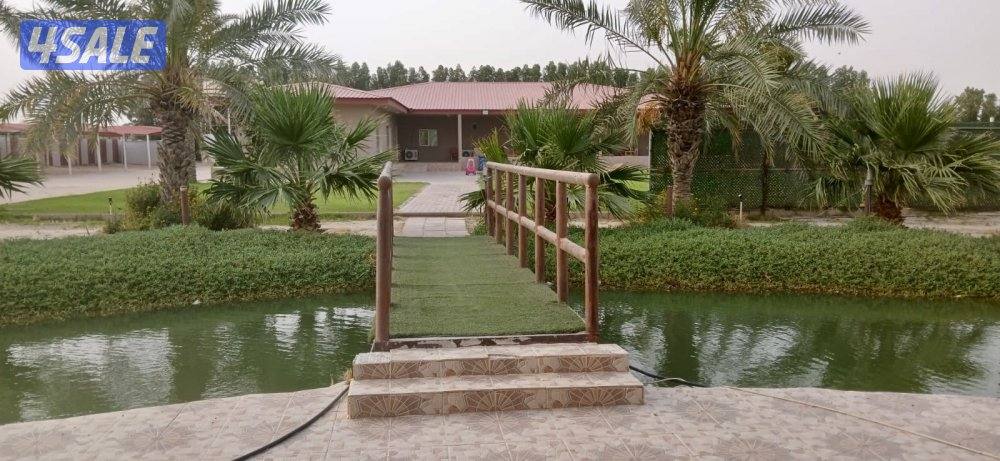 للإيجار اليومي مزارع في الوفرة10