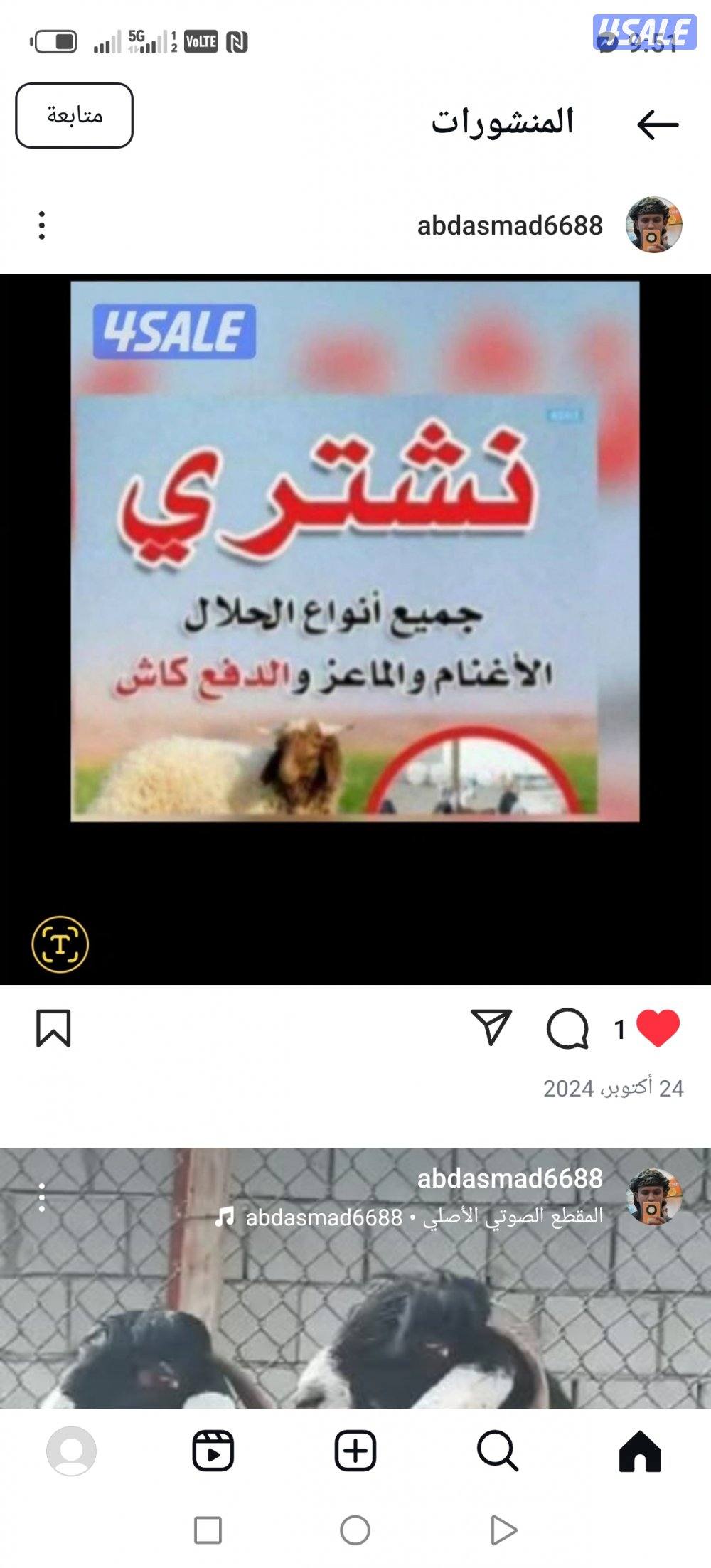 نشتري جميع انواع الحلال غنم معزا طليان0