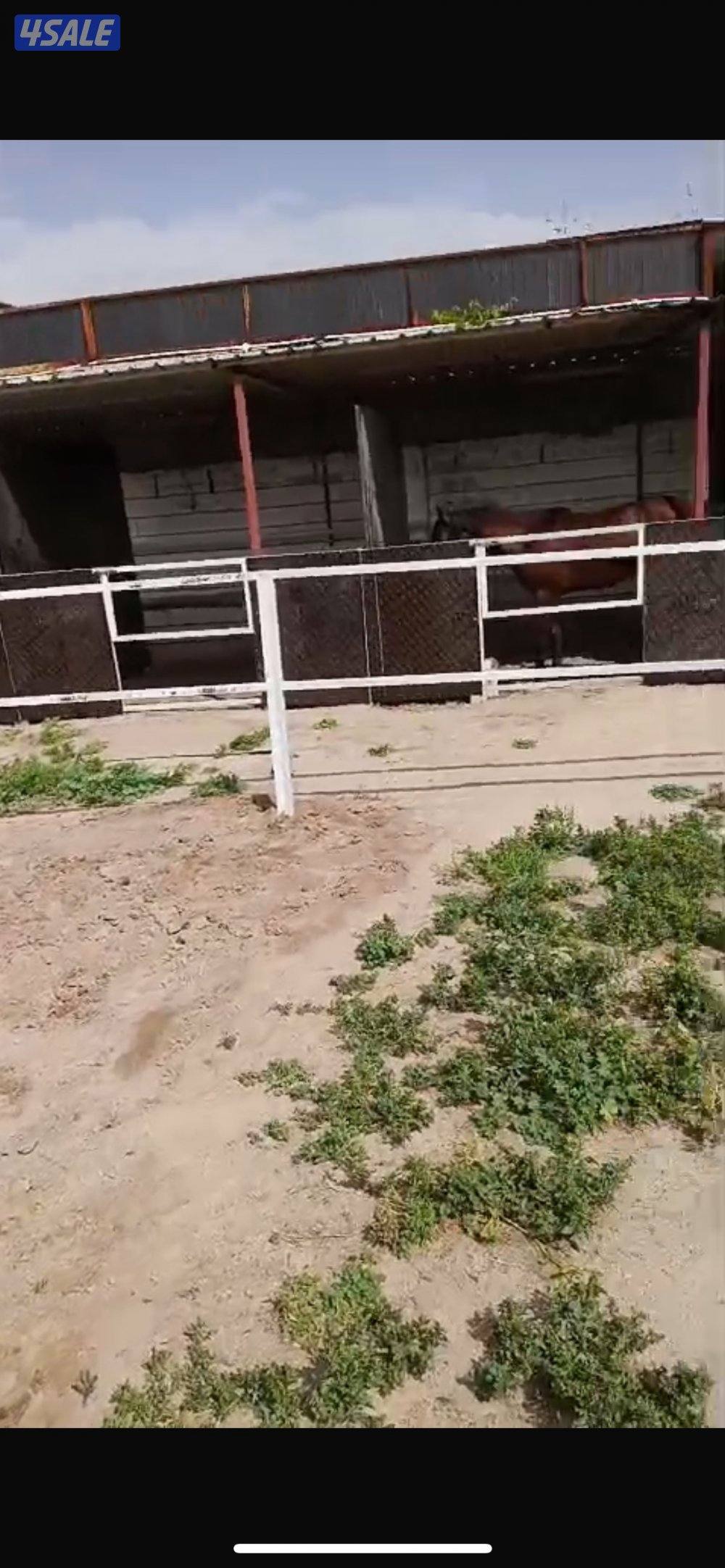 مربط جنب الخطة الجديدة1