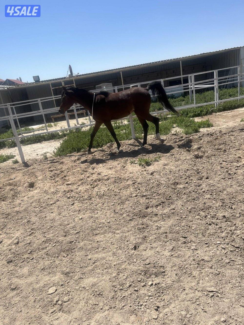 مربط جنب الخطة الجديدة3