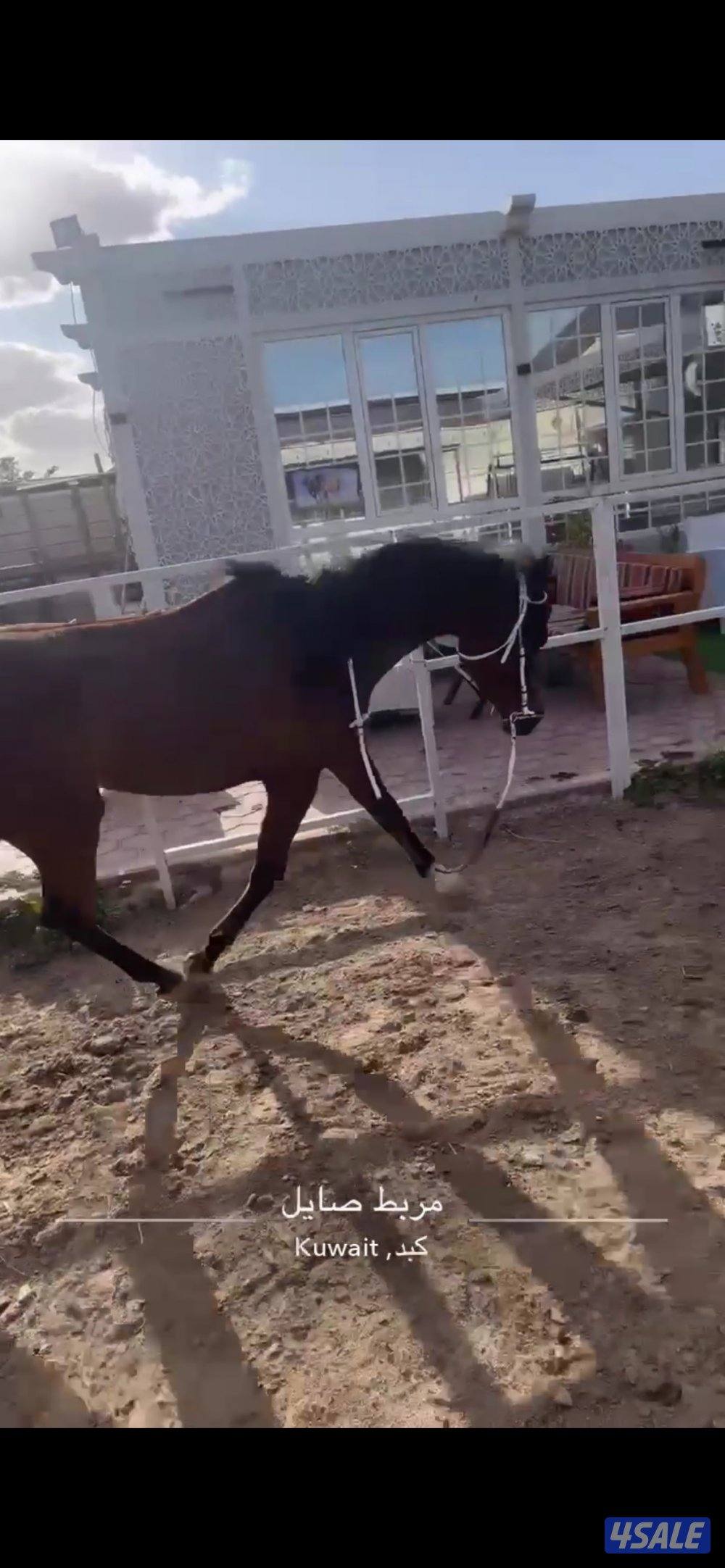 مربط جنب الخطة الجديدة5