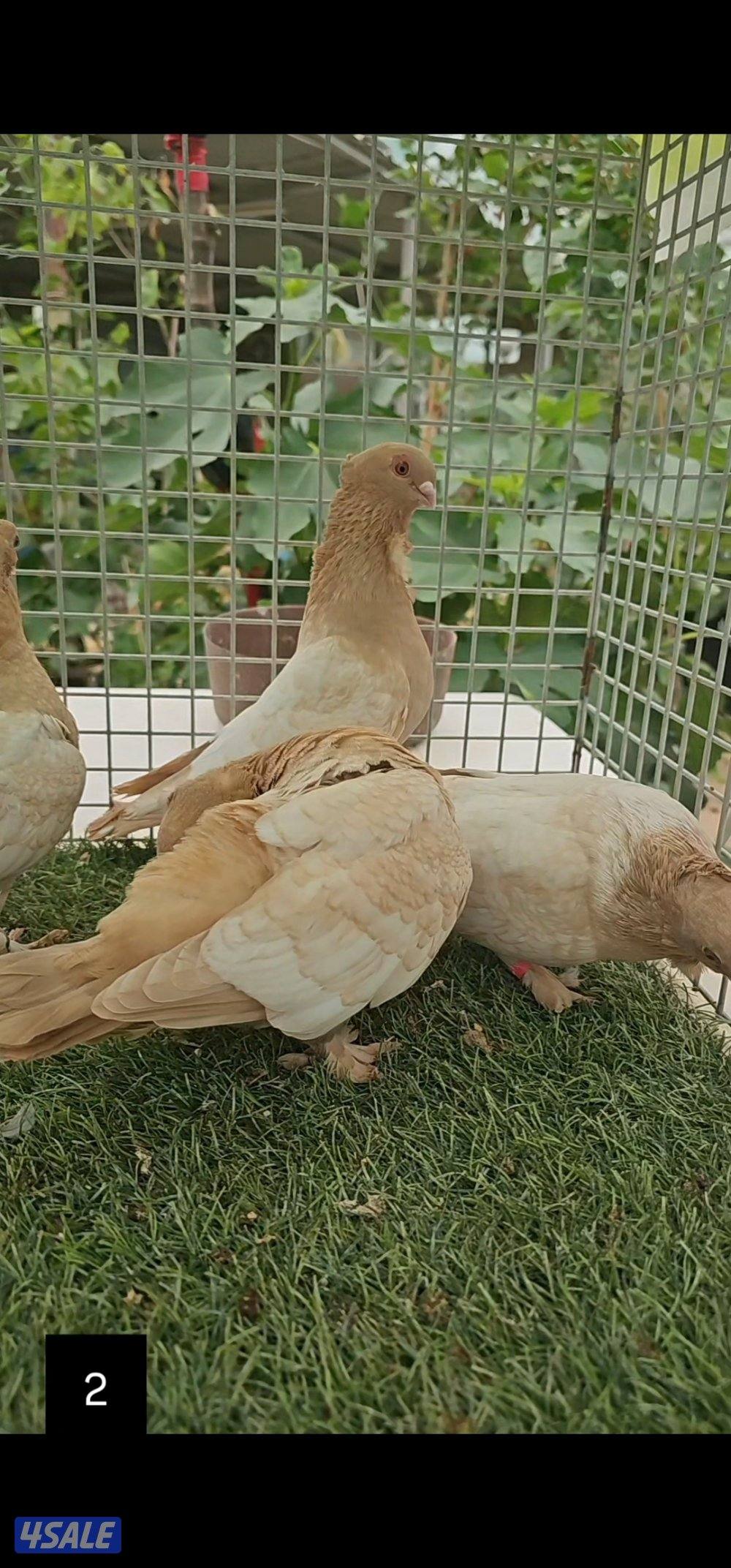 أزواج حب الرمان0