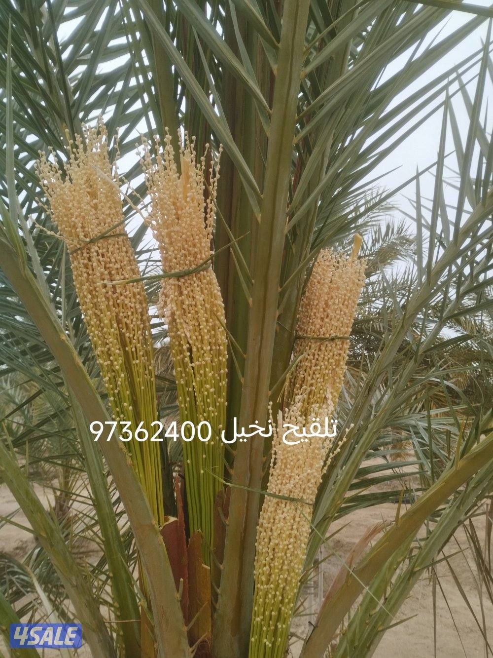 تلقيح نخيل وتنظيف وتكريب نخيل0