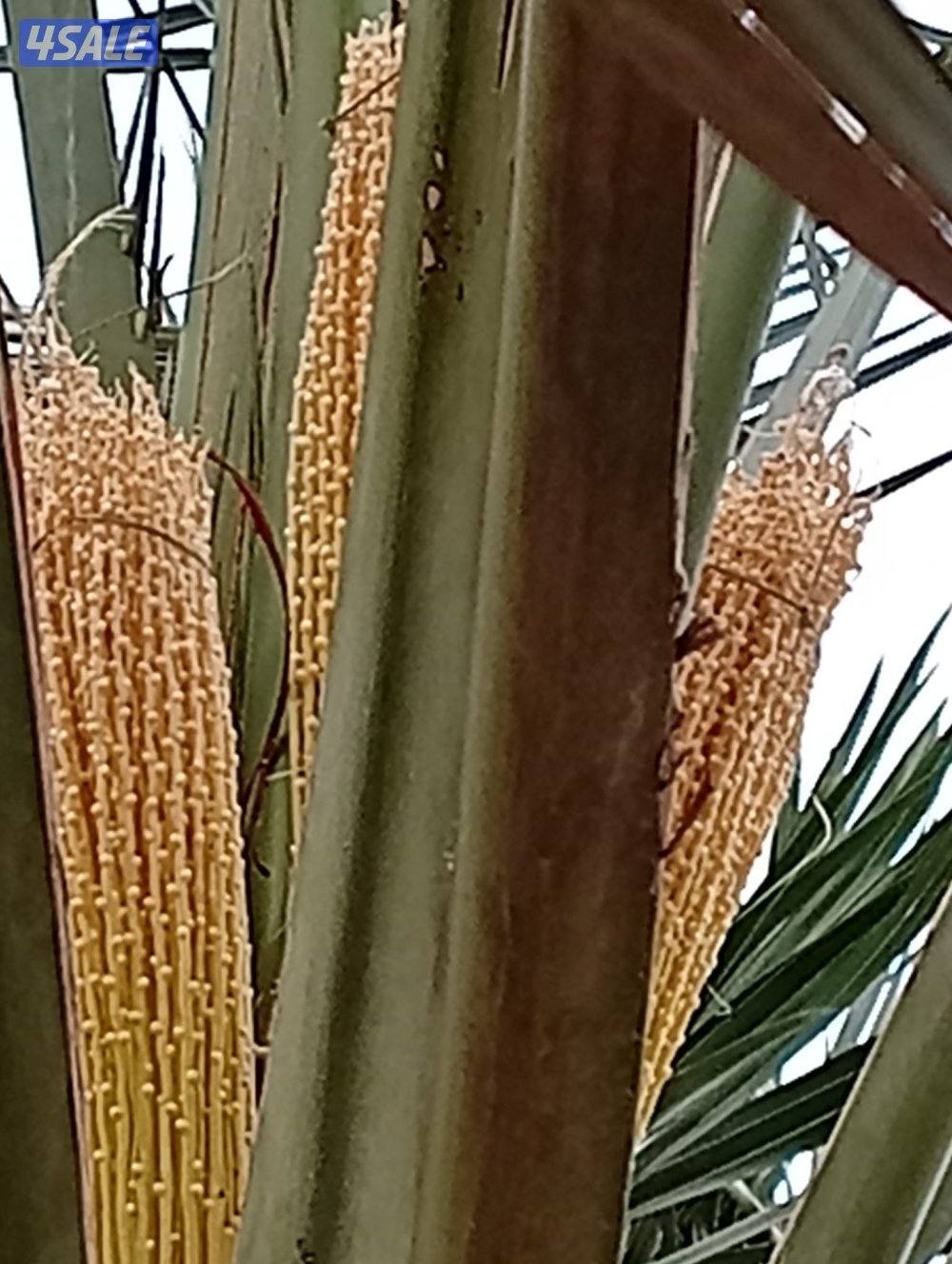 تلقيح نخيل وتنظيف وتكريب نخيل1