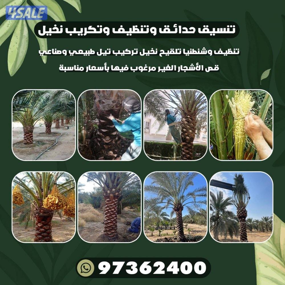 تلقيح نخيل وتنظيف وتكريب نخيل3