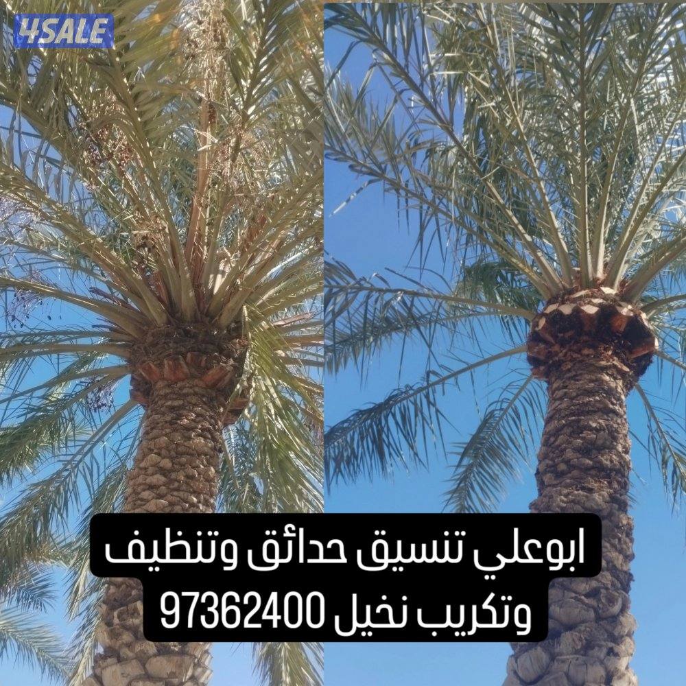 تلقيح نخيل وتنظيف وتكريب نخيل4