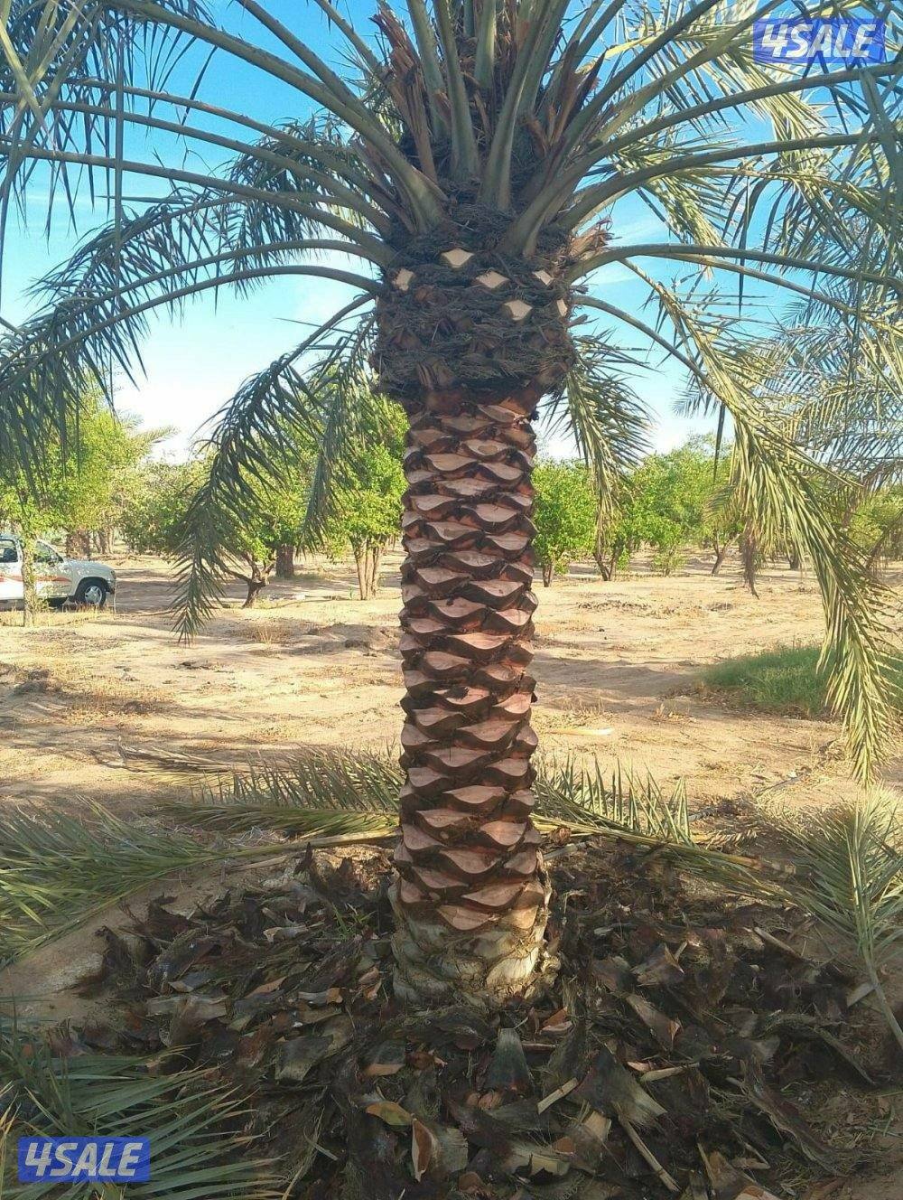 تلقيح نخيل وتنظيف وتكريب نخيل5