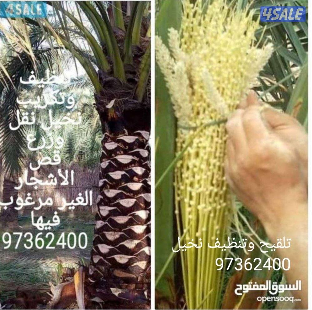 تلقيح نخيل وتنظيف وتكريب نخيل6