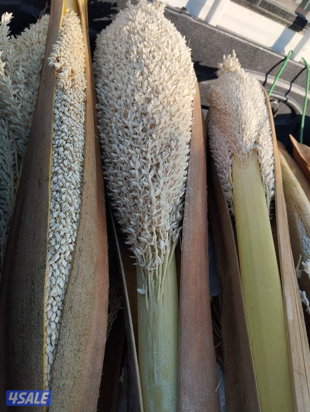 تلقيح نخيل وتنظيف وتكريب نخيل7