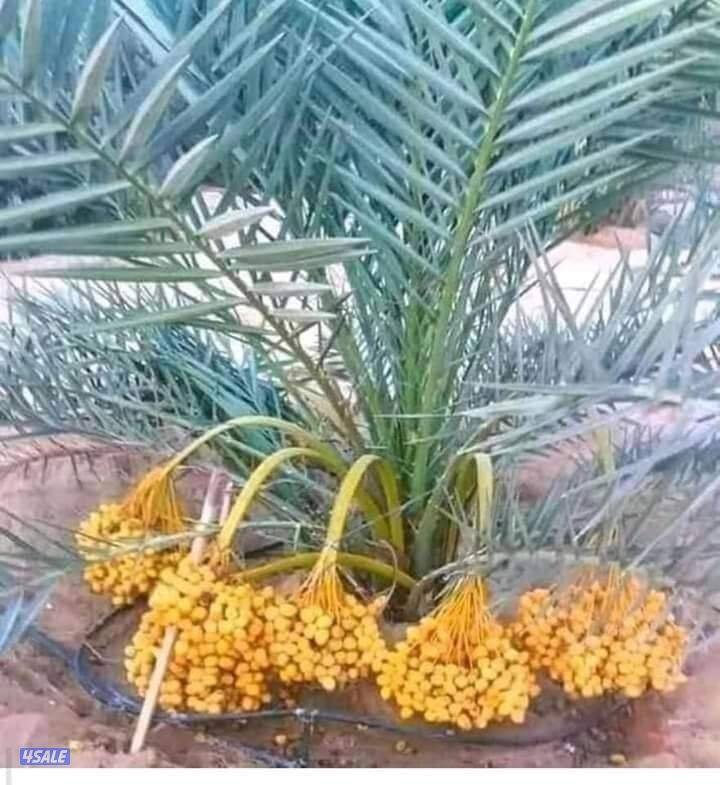 تلقيح نخيل وتنظيف وتكريب نخيل11