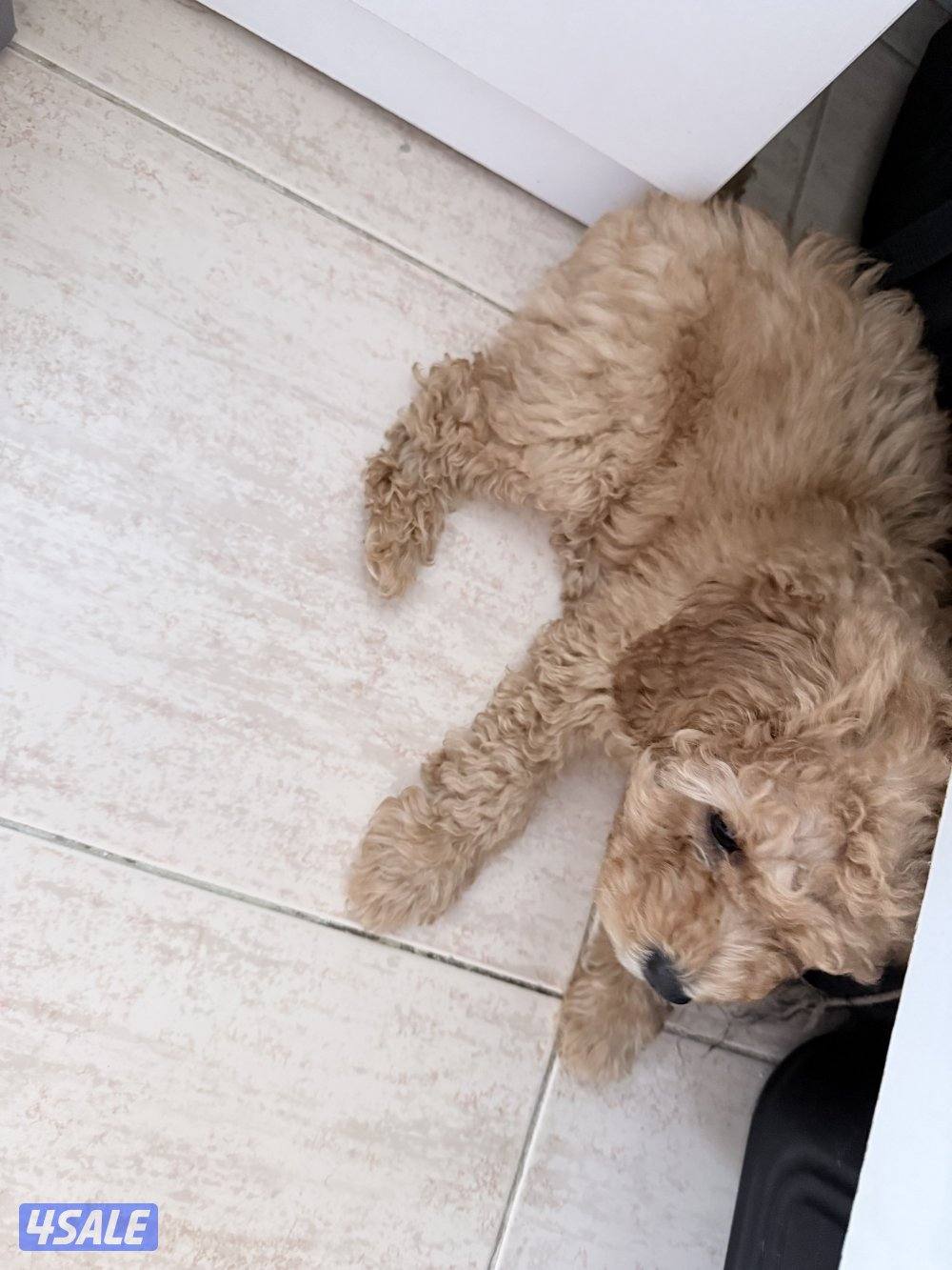 جرو توي بودل ذكر5