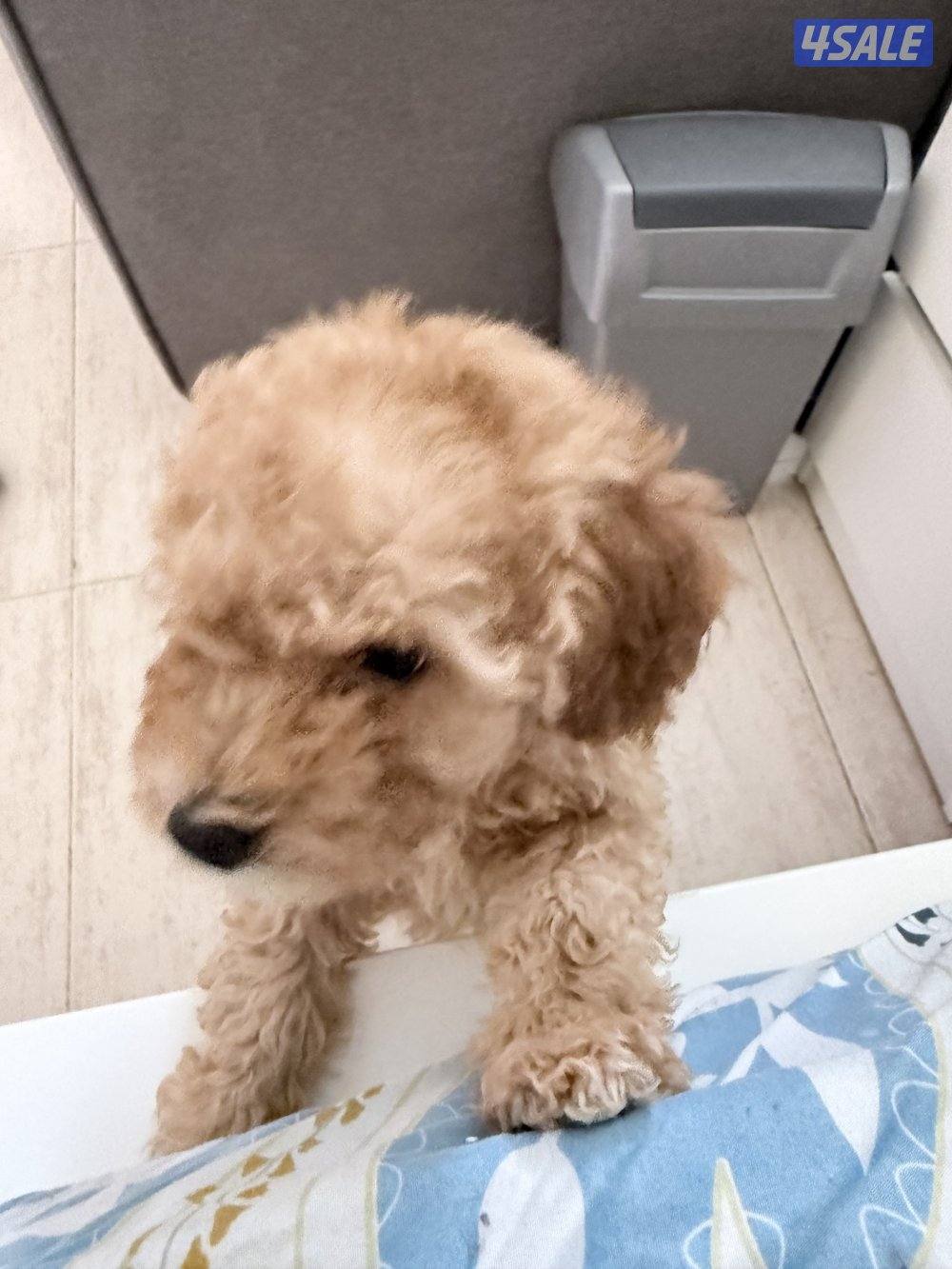 جرو توي بودل ذكر1