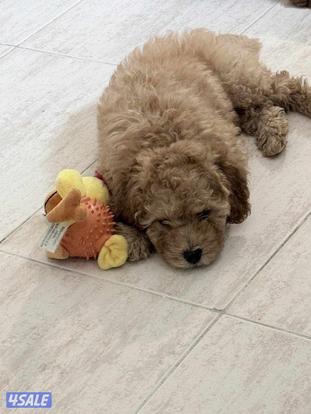 جرو توي بودل ذكر4