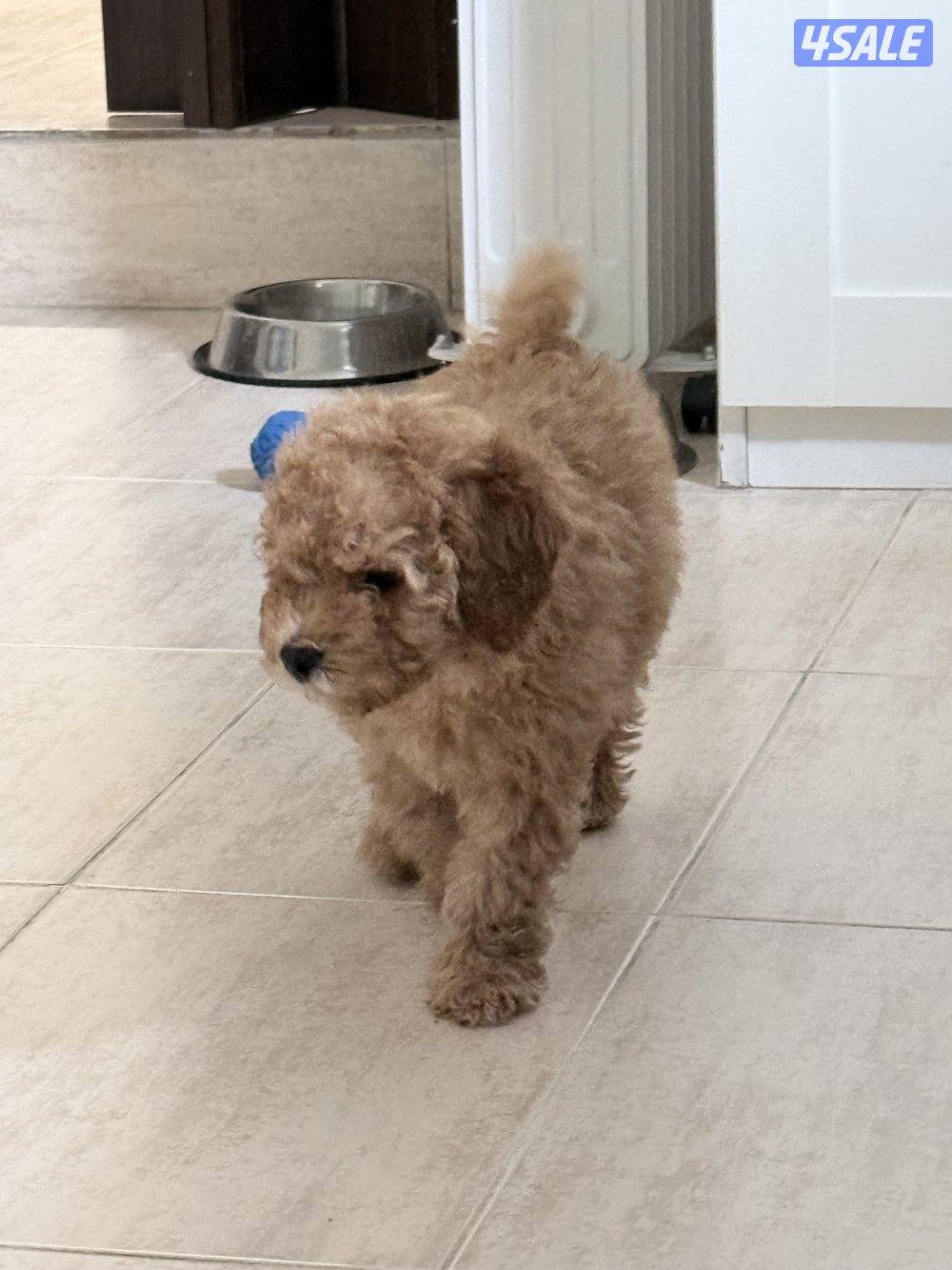 جرو توي بودل ذكر0