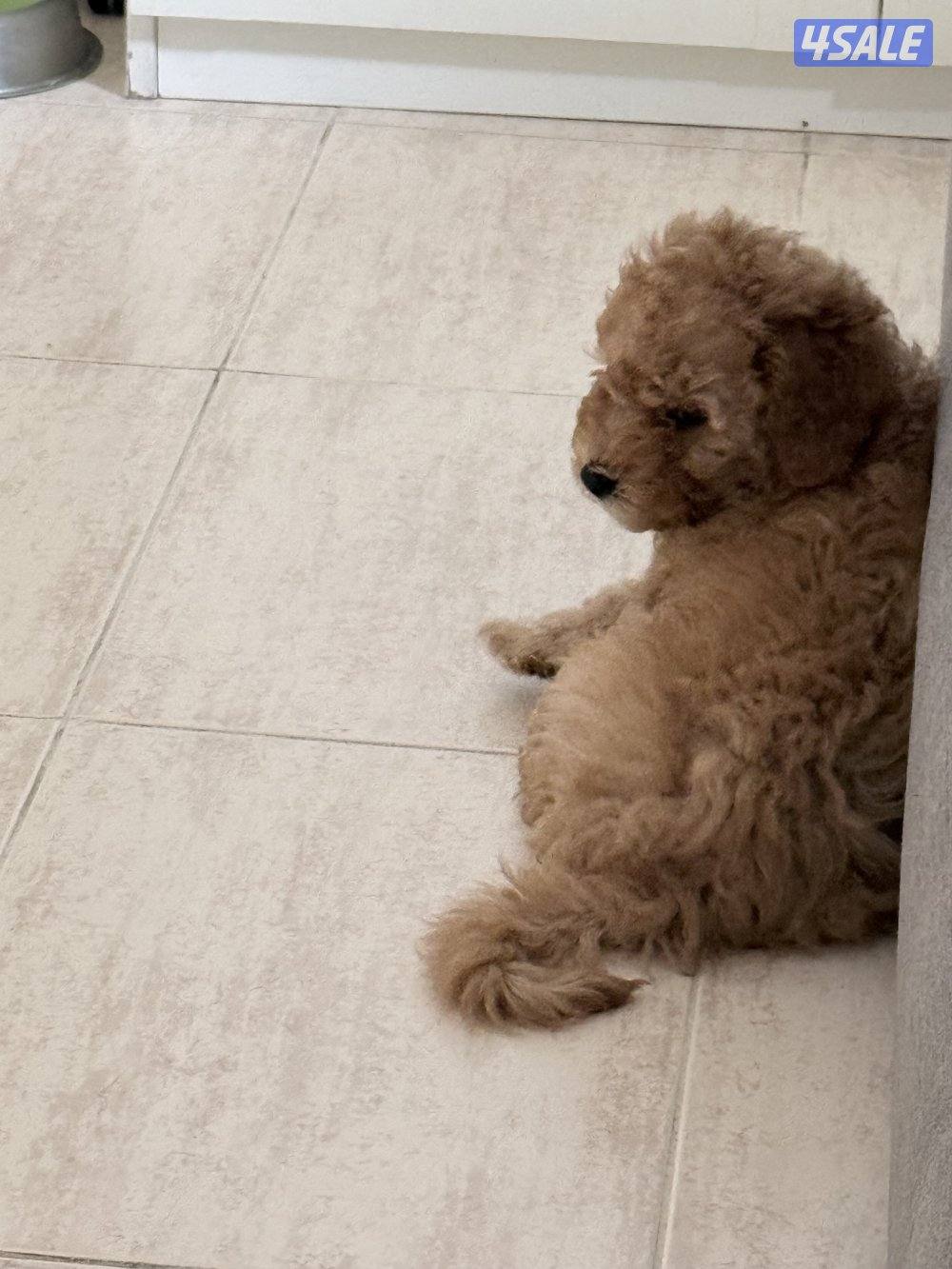 جرو توي بودل ذكر6