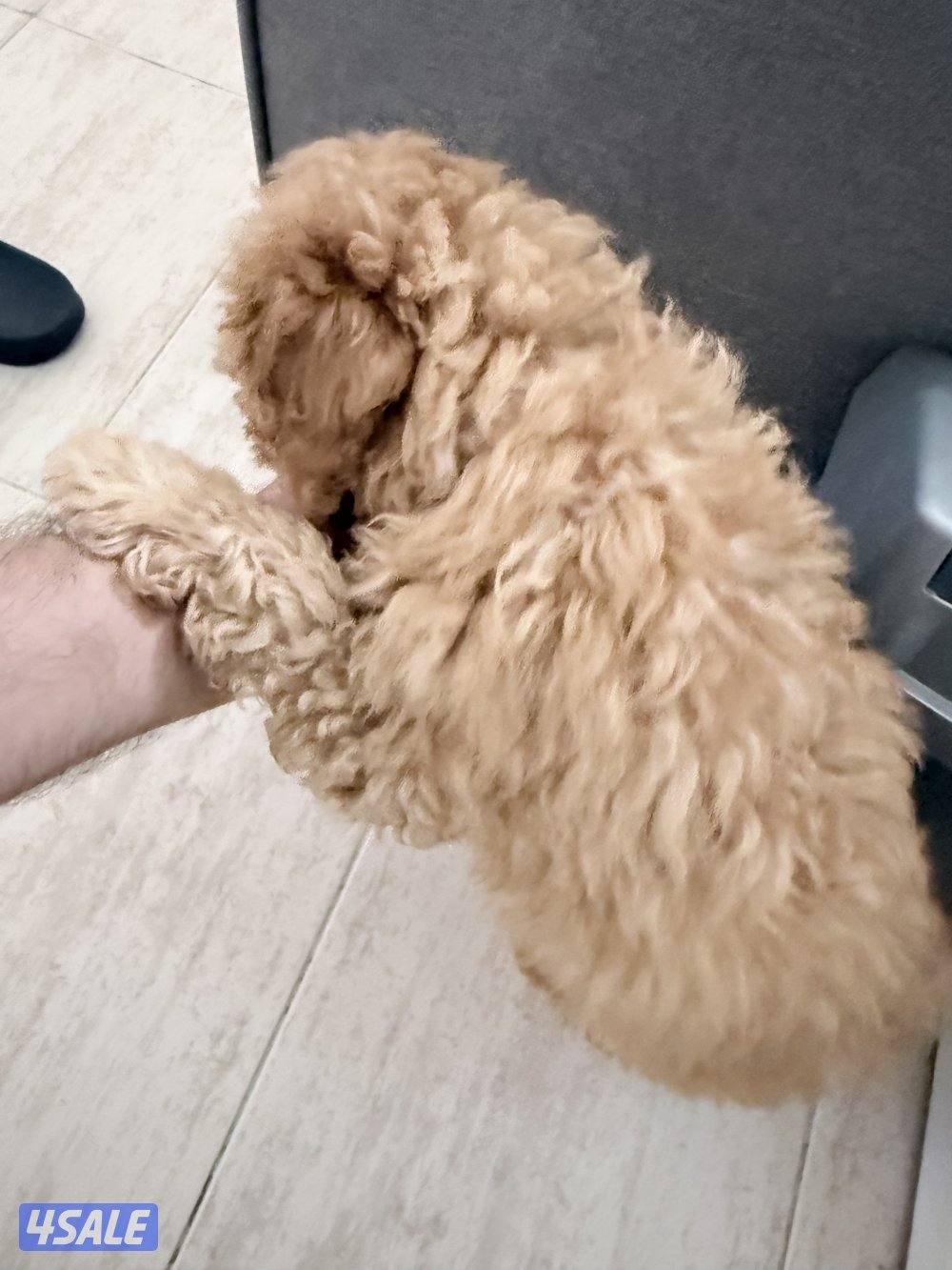 جرو توي بودل ذكر2