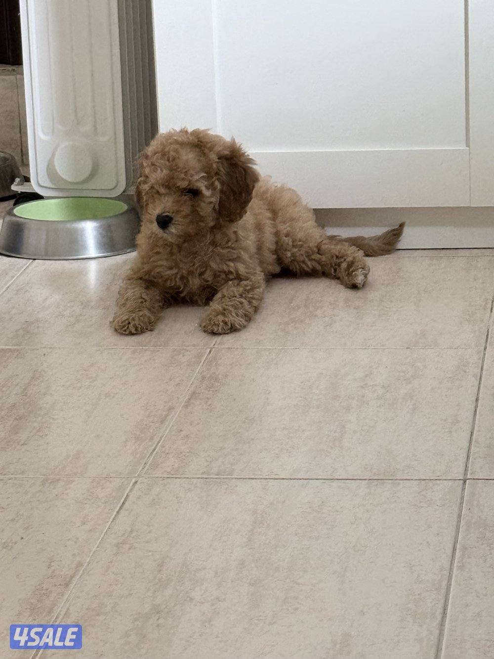 جرو توي بودل ذكر3