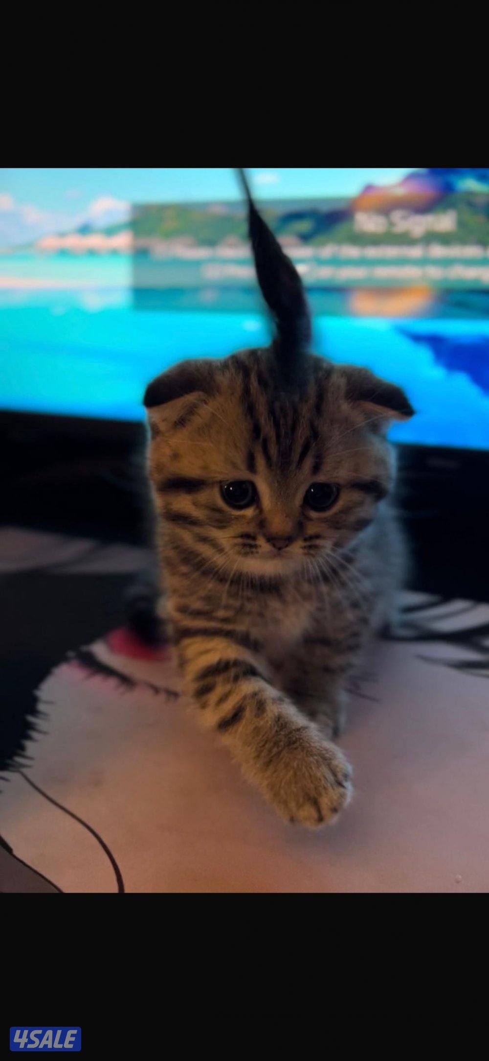 للبيع قطو سكتش فولد عمره شهر وعشرين يوم ذكر0