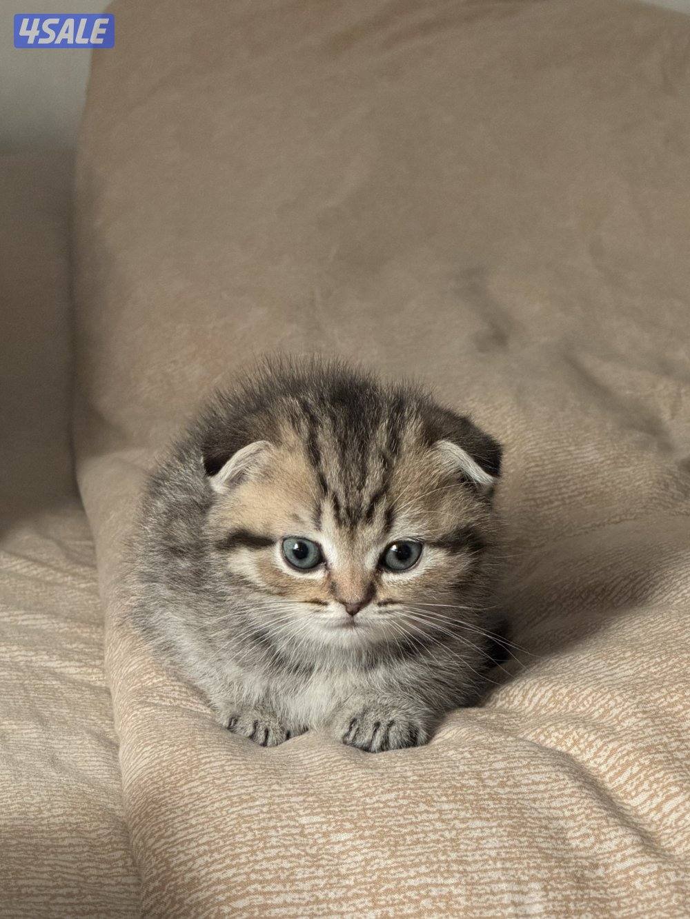 للبيع قطو سكتش فولد عمره شهر وعشرين يوم ذكر2