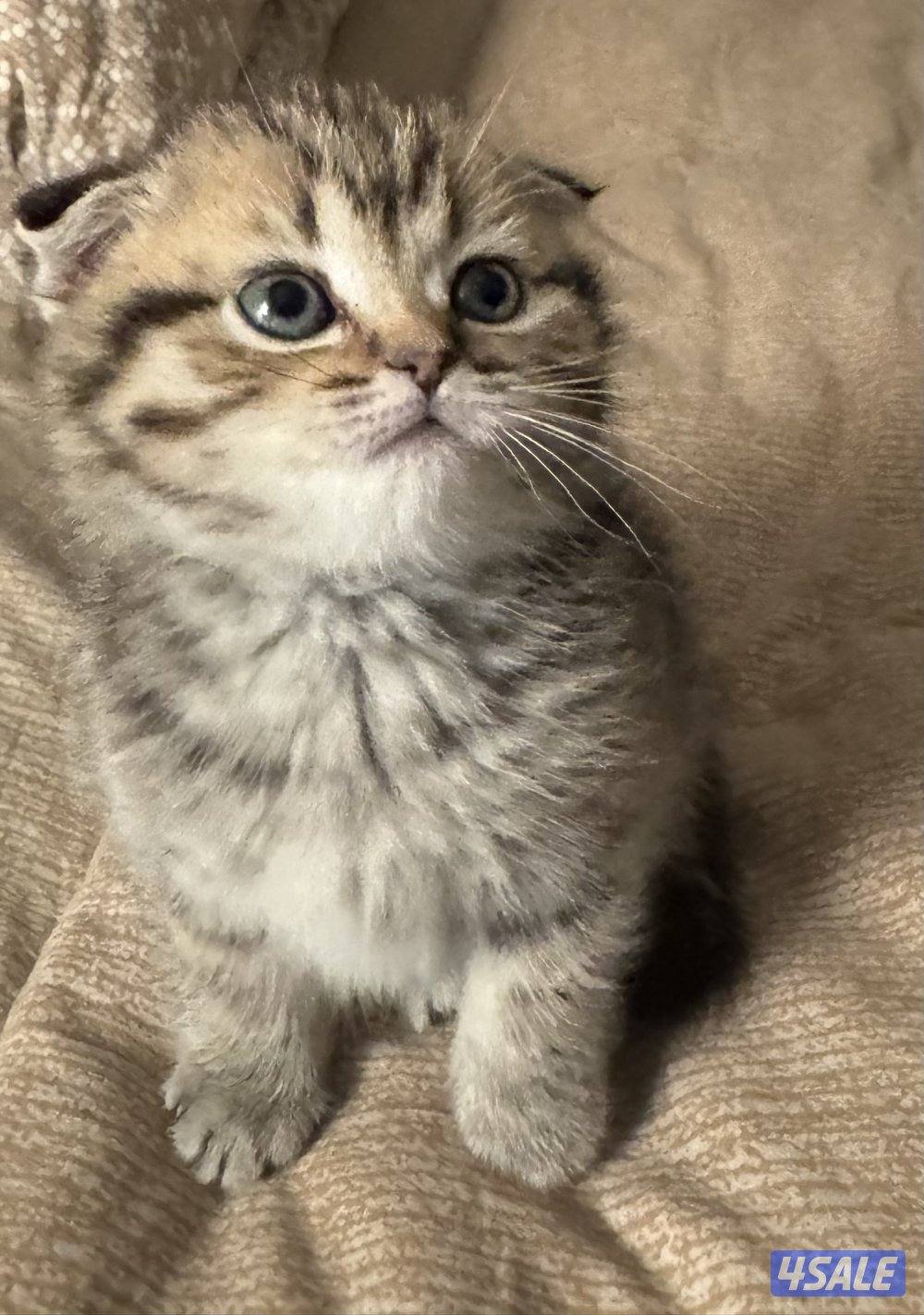 للبيع قطو سكتش فولد عمره شهر وعشرين يوم ذكر3