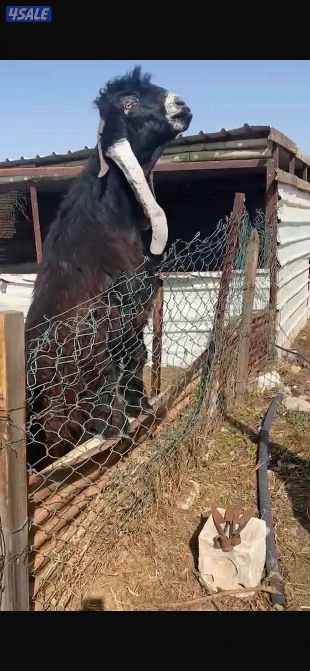 لبيع تايس مرسي ومنتج فردية 4تيوس جذع مرسسة1