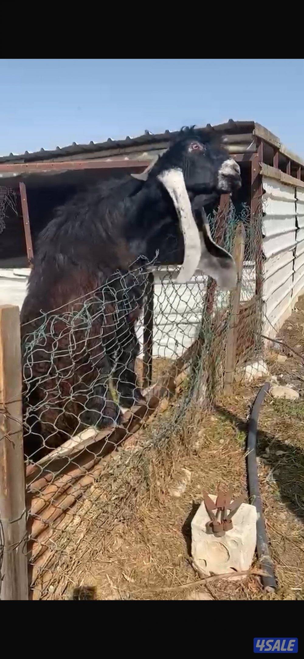 لبيع تايس مرسي ومنتج فردية 4تيوس جذع مرسسة2