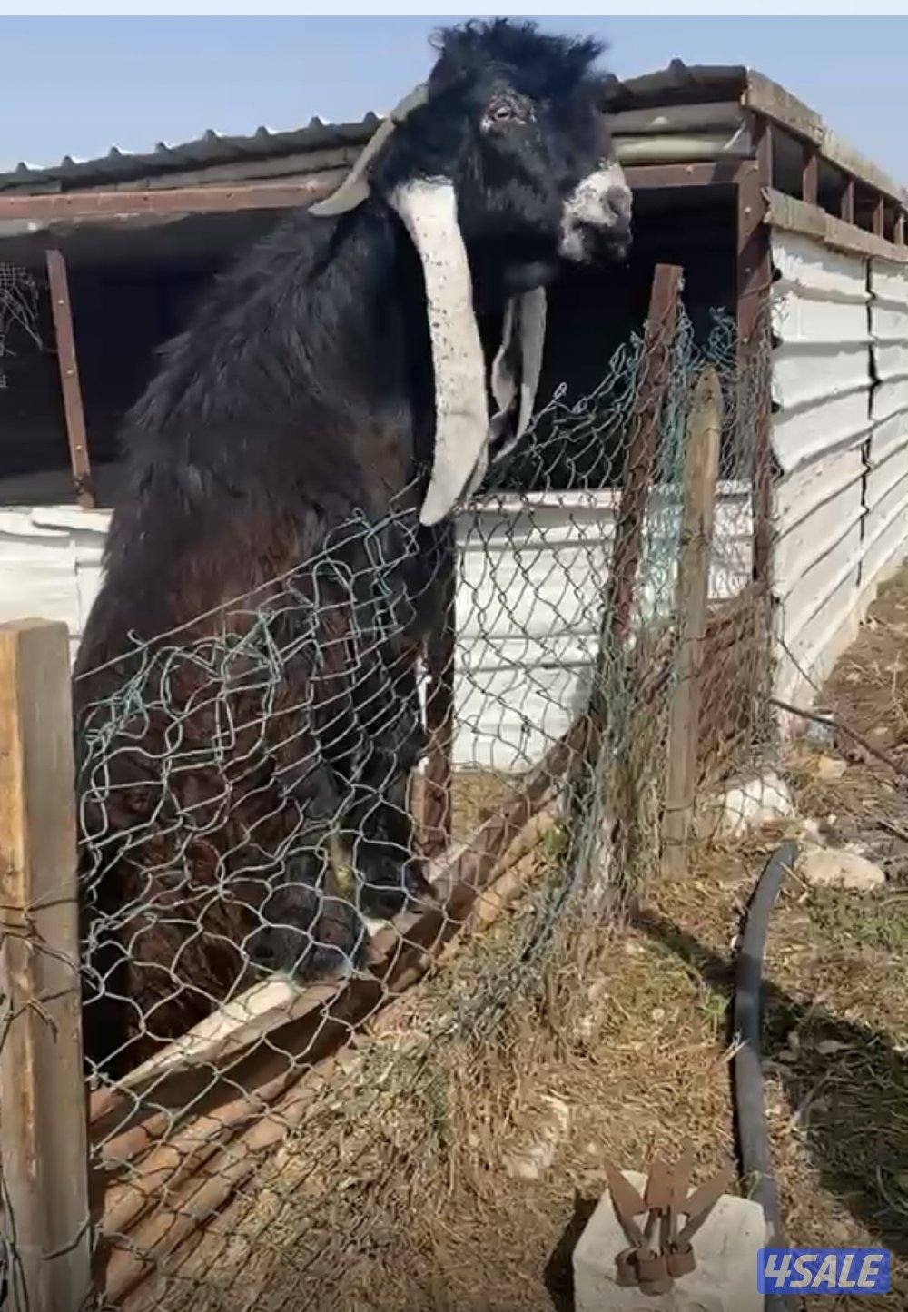 لبيع تايس مرسي ومنتج فردية 4تيوس جذع مرسسة3