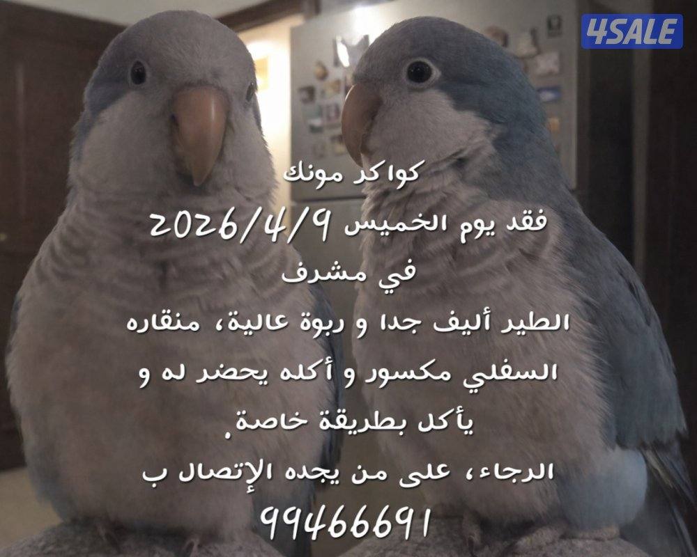 مفقود كواكر مونك أزرق. Lost0