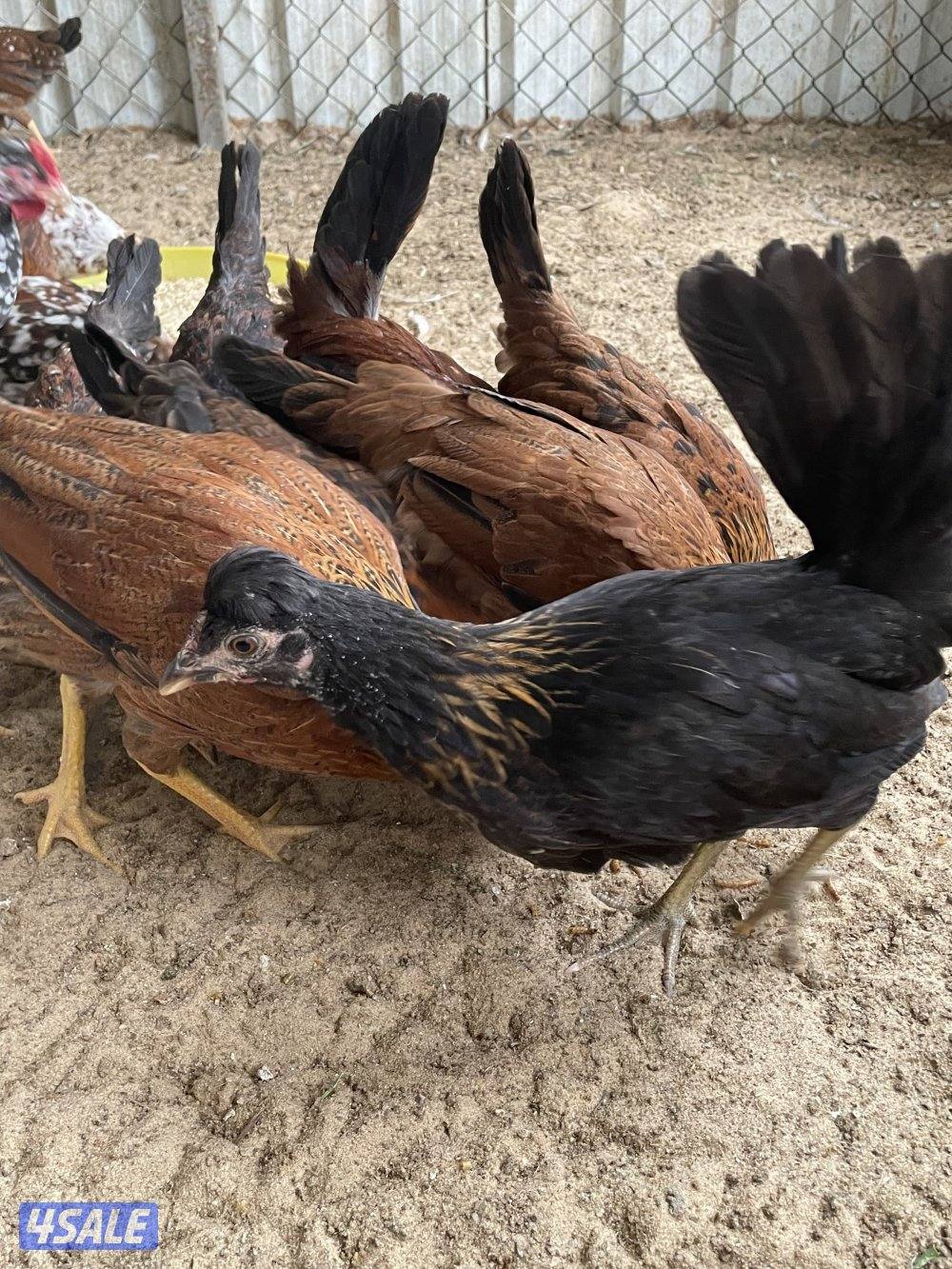 للبيع فروخ عربي يرجعون الدواي والهاوي0