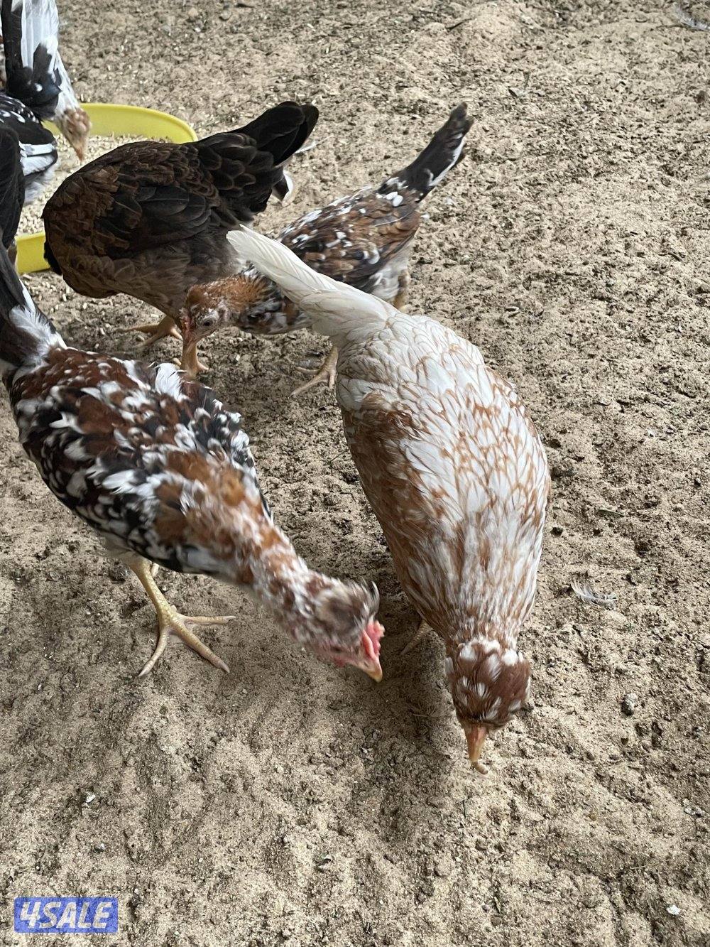 للبيع فروخ عربي يرجعون الدواي والهاوي1