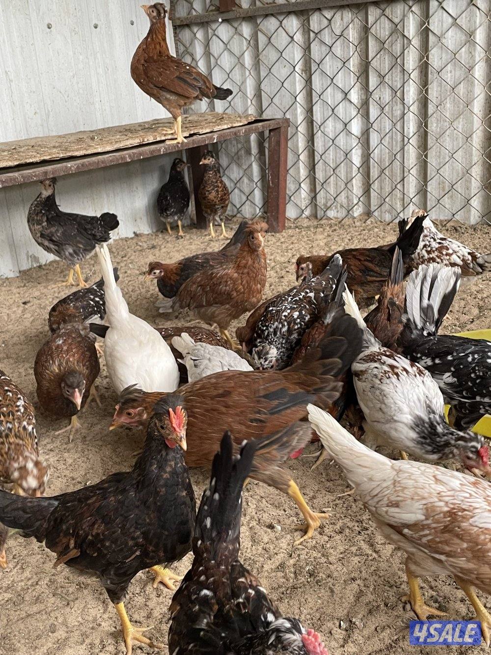 للبيع فروخ عربي يرجعون الدواي والهاوي2