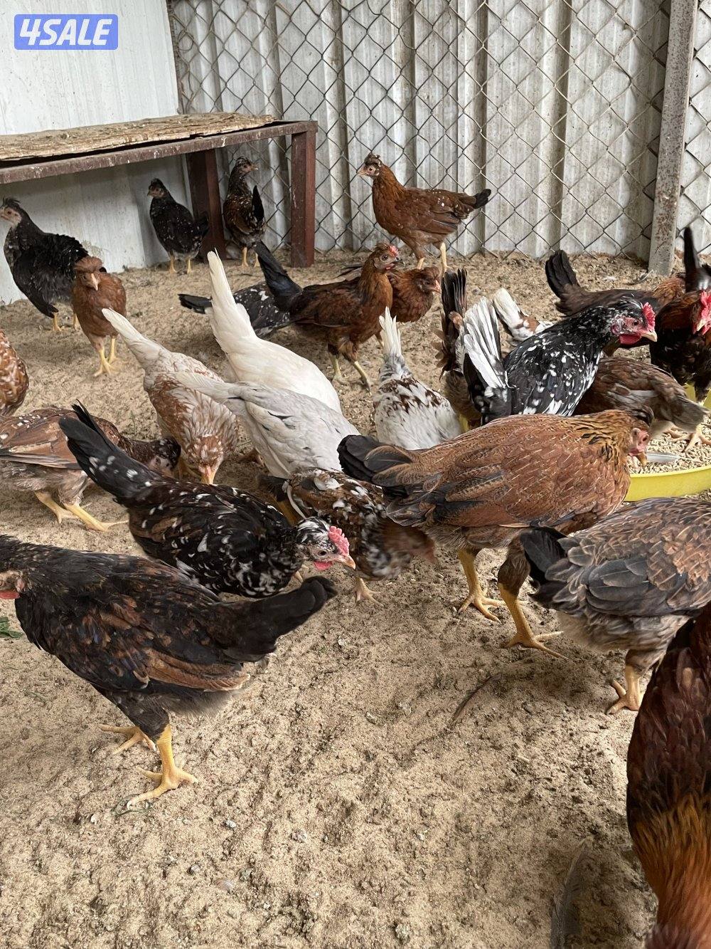 للبيع فروخ عربي يرجعون الدواي والهاوي3