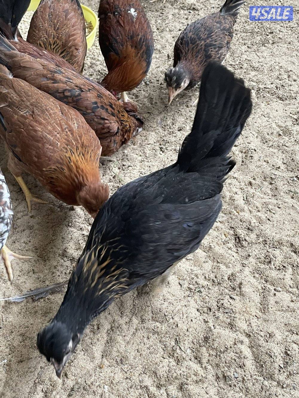 للبيع فروخ عربي يرجعون الدواي والهاوي4