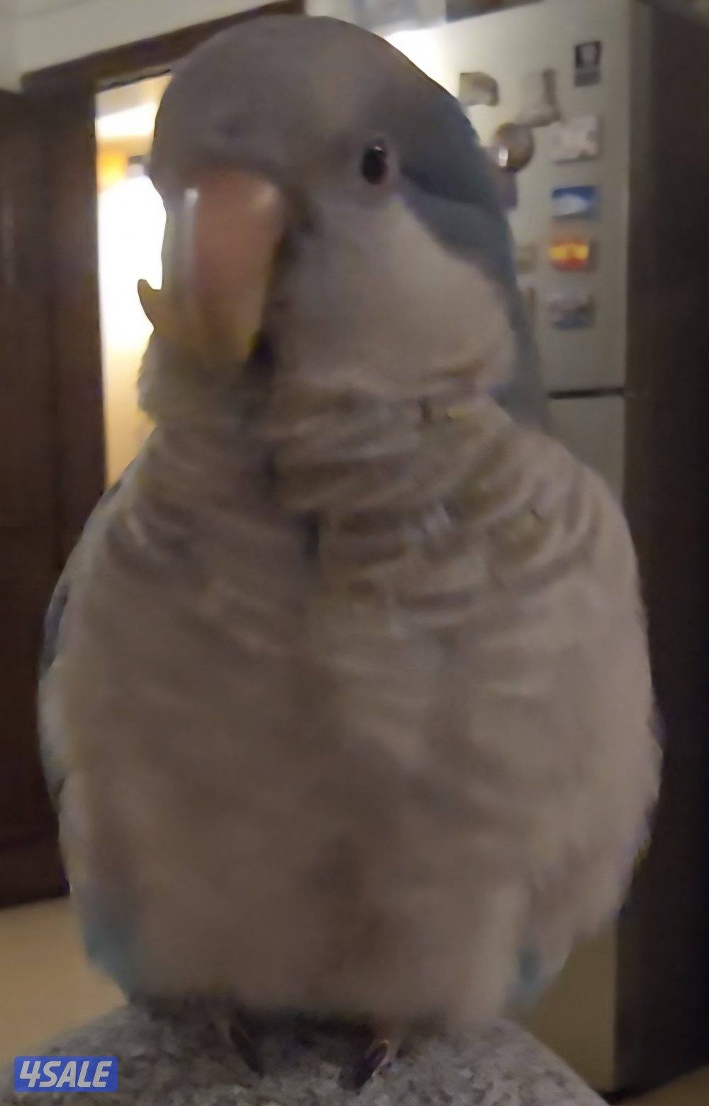 مفقود كواكر مونك أزرق. Lost1