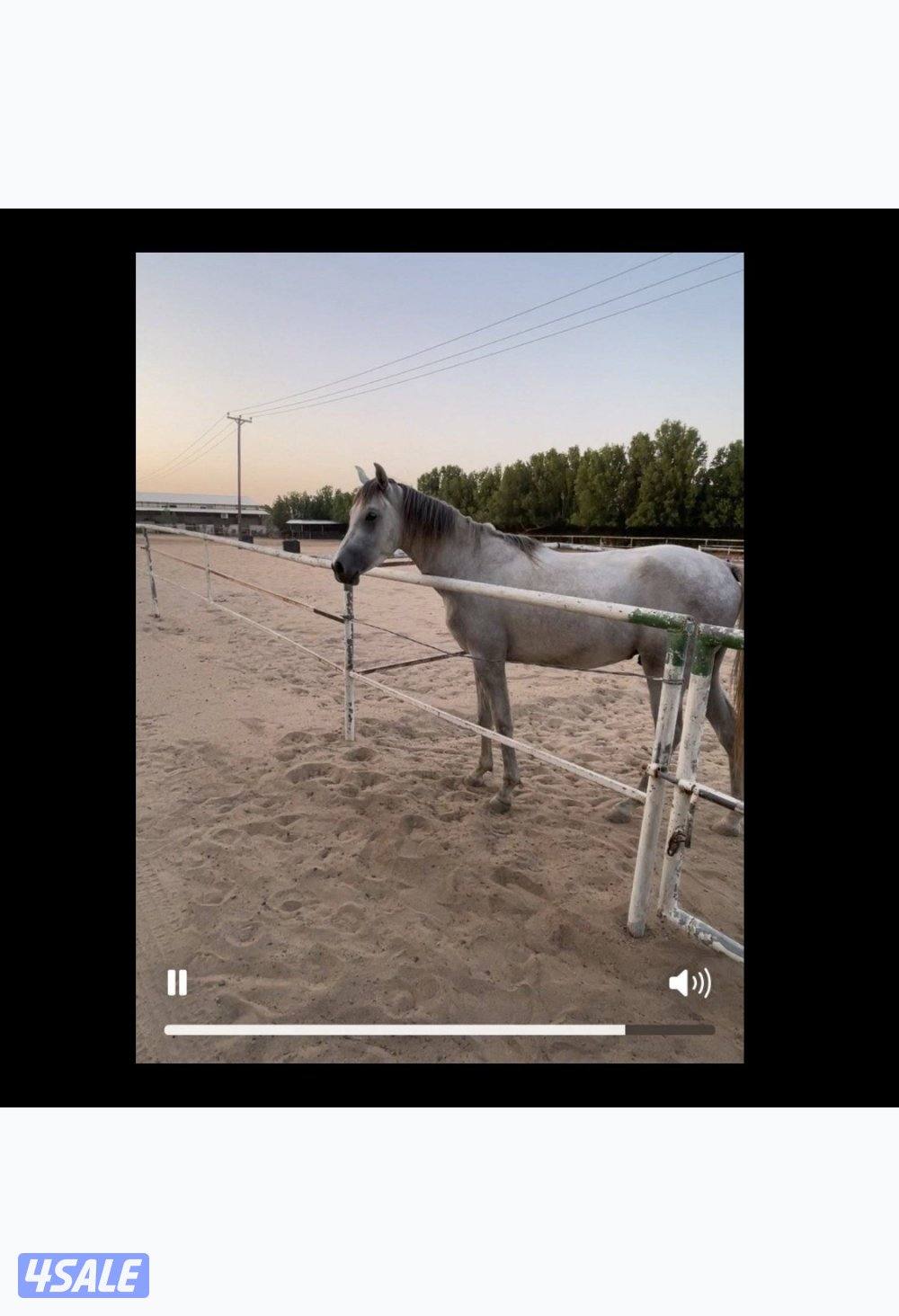 فلو -٢سنه/ الاب شمال الخالدية والام واهو بوليش - غير مسجل- بياع1