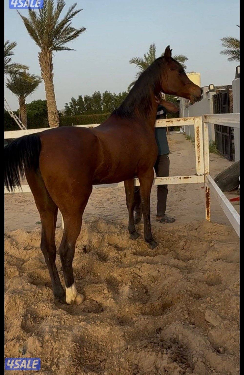 فرس بوليش كميت تحويل 6/10/20130