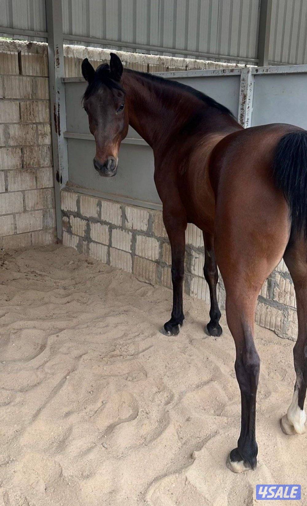 فرس بوليش كميت تحويل 6/10/20131