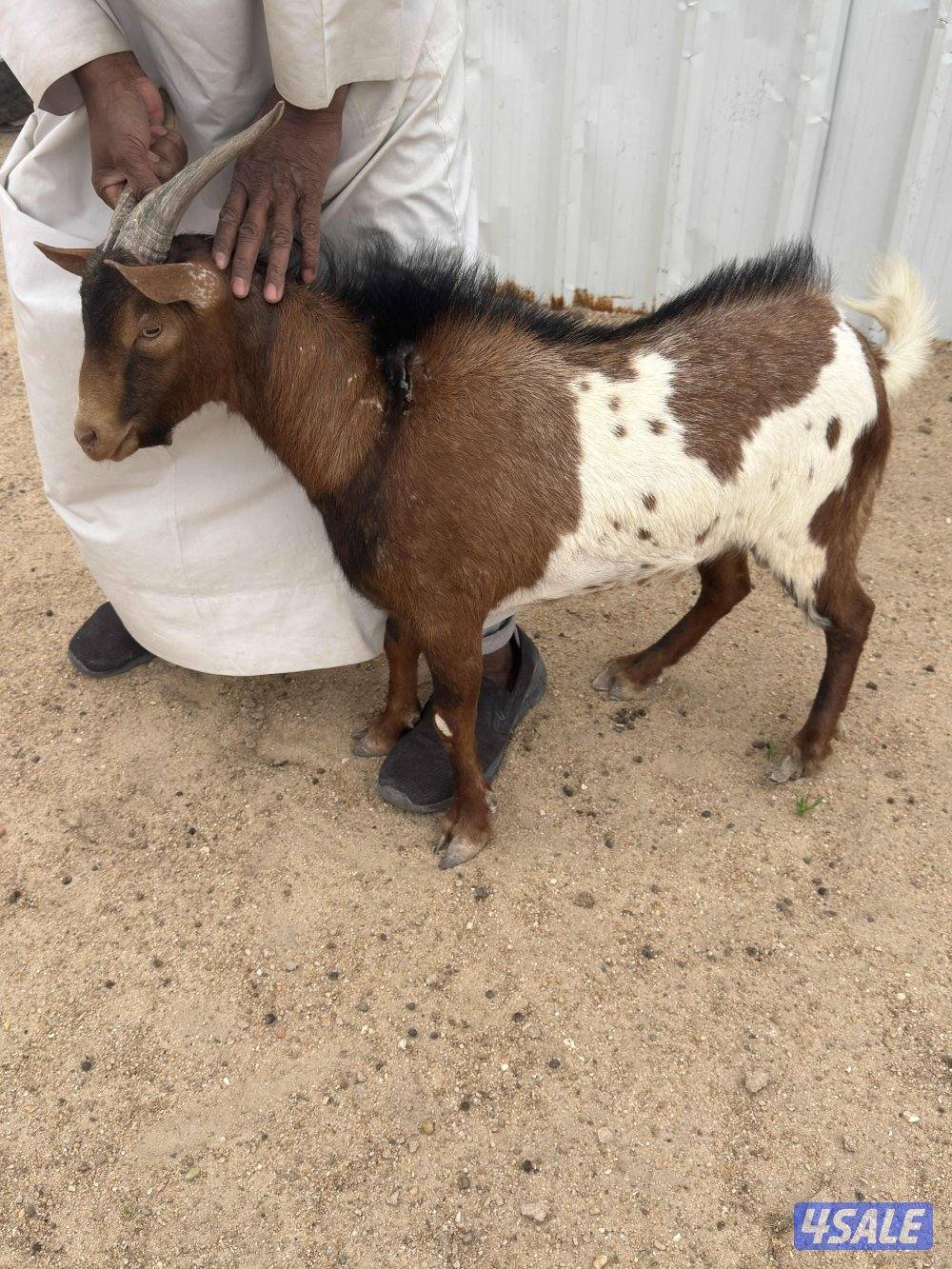 تيس جيكي العمر فوق السنه بيع سمح0